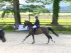 stallion Bearlock Holmes (Oldenburg show jumper, 2010, from Balou du Rouet)