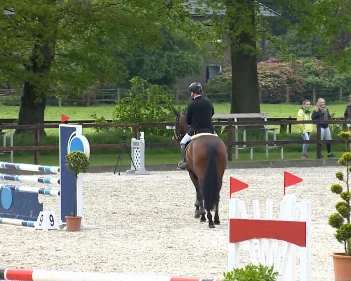 jumper Sahra 53 (Westphalian, 2009, from Stalypso)