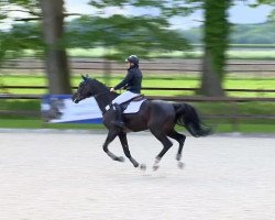 dressage horse Brosnan (Hanoverian, 2009, from Goldfever II)