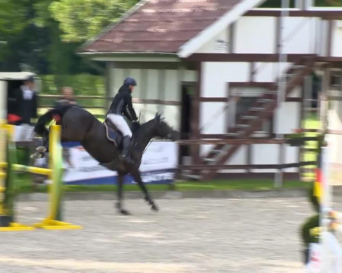 jumper Stella B 4 (Oldenburg, 2010, from Stakkato)