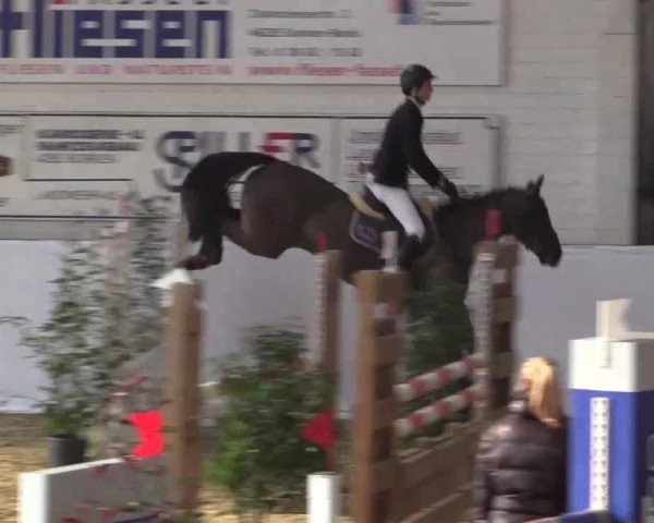 horse Scavi 2 (Oldenburg show jumper, 2009, from Spaceball)