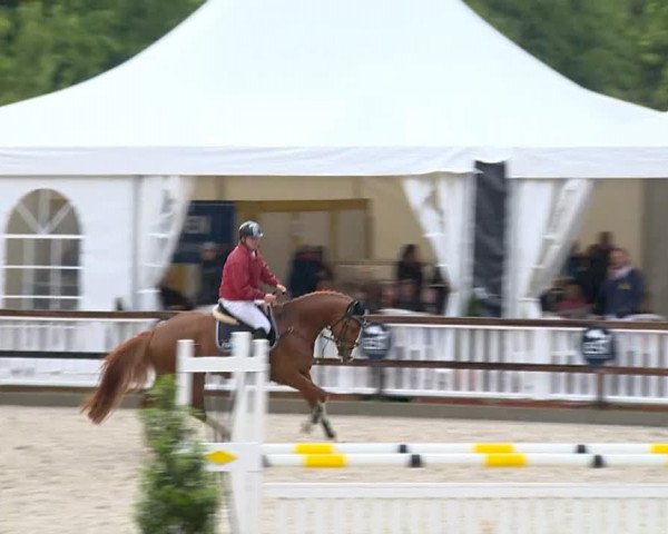 jumper Menelik 3 (Hanoverian, 2010, from Monte Bellini)