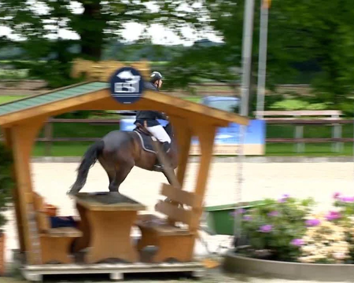 horse Came Last H (Oldenburg, 2009, from Cornet's Stern)