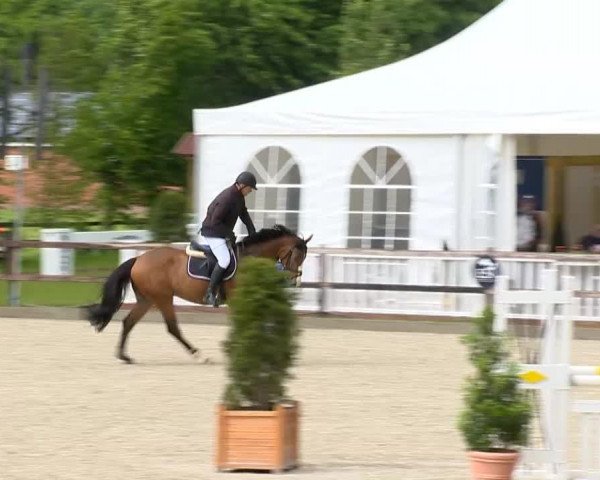 horse Ekito 2 (KWPN (Royal Dutch Sporthorse), 2009, from Casco Boy)