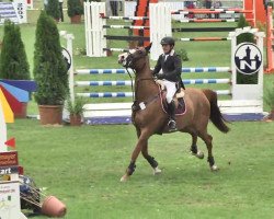 broodmare Zoe (KWPN (Royal Dutch Sporthorse), 2004, from Hors La Loi II)