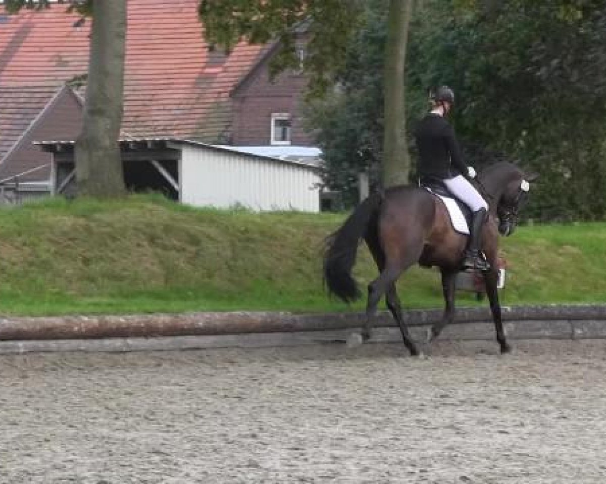 Dressurpferd Sidney 180 (Hannoveraner, 2009, von Sir Donnerhall I)