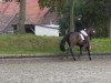 dressage horse Sidney 180 (Hanoverian, 2009, from Sir Donnerhall I)