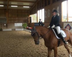 dressage horse Lilu 6 (German Sport Horse, 2006, from Loredano 2)