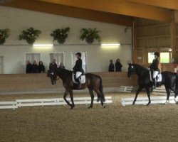 dressage horse Cornet's Jack JW (Westphalian, 2010, from Congress 4)