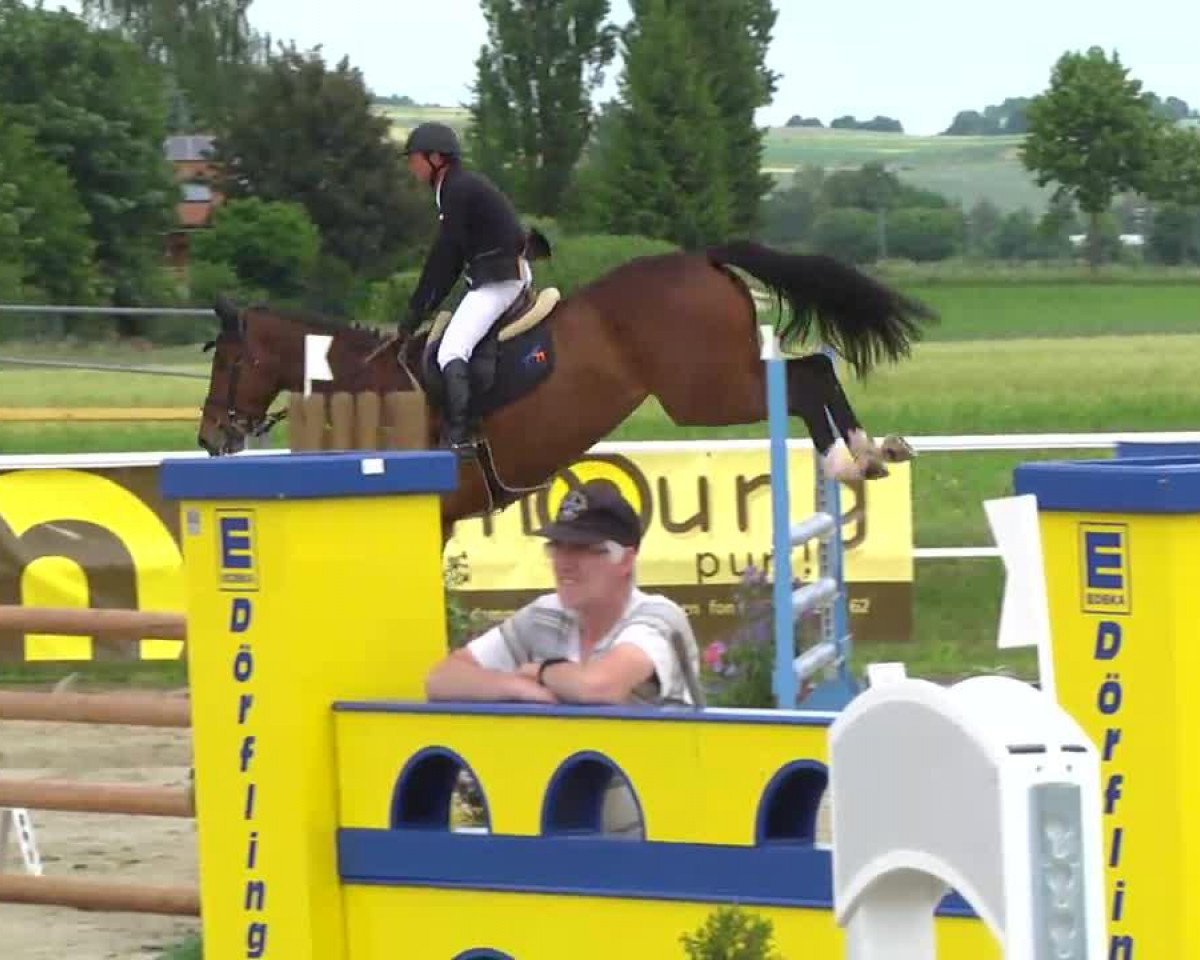 Springpferd Calanda 44 (Westfale, 2008, von Cavalier)