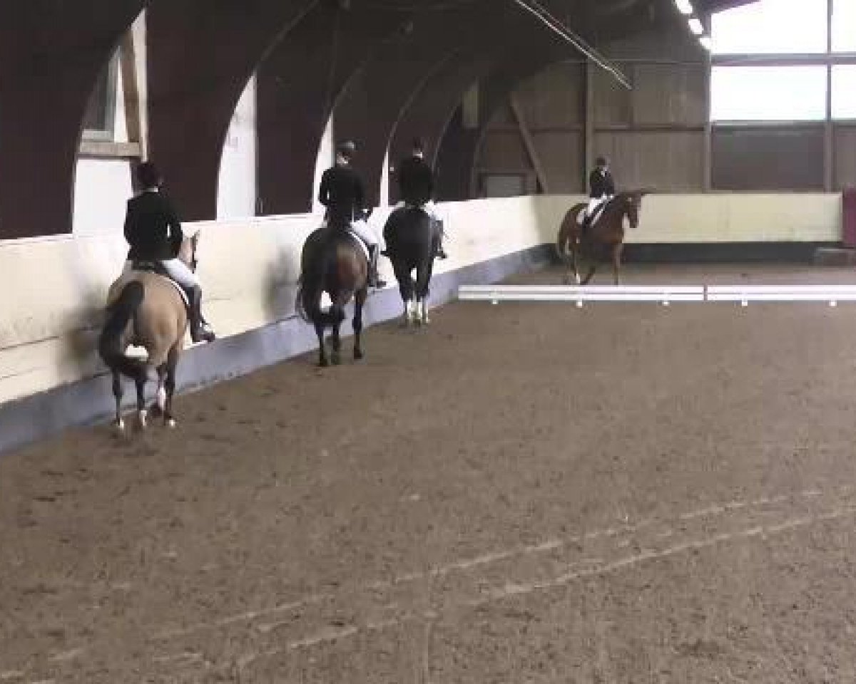dressage horse Hot Chilli Pepper 2 (Württemberger, 2008, from Hotline)