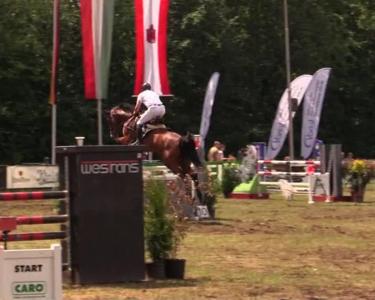 Springpferd Corwin 3 (Holsteiner, 2007, von Clearway)