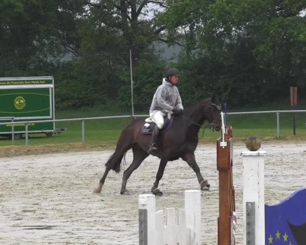 horse Alberto 52 (Westphalian, 2010, from Albaran xx)