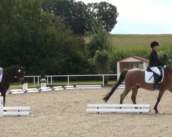 dressage horse Dance Mary (German Riding Pony, 2007, from Der feine Lord AT)
