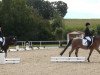 dressage horse Dance Mary (German Riding Pony, 2007, from Der feine Lord AT)