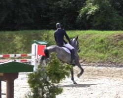 jumper Cas Concas (Westphalian, 2009, from Cornado NRW)