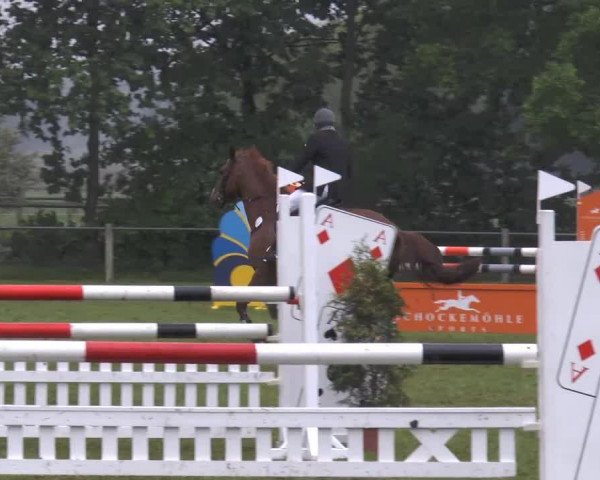 jumper Kingston 39 (German Sport Horse, 2003, from Kolibri)