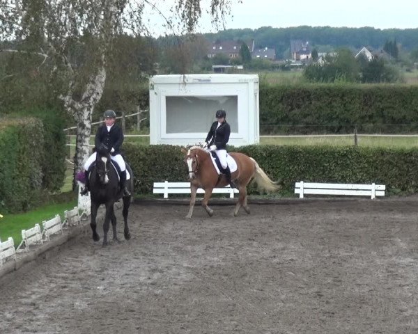 Reitturnier Übach-Palenberg - Scherpenseel 2020