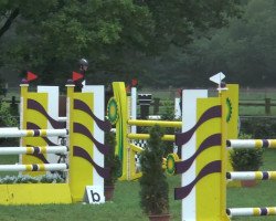 dressage horse Mytens Hit (German Sport Horse, 2007, from Mighty Magic)