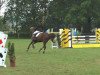 jumper Vivace (German Riding Pony, 2003, from Viscount)