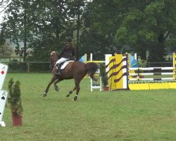 jumper Vivace (German Riding Pony, 2003, from Viscount)