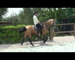 horse Murelli (Akhal-Teke, 2003, from Gazyr Shael)