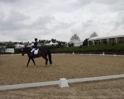 dressage horse Belissima 38 (Westphalian, 2010, from Basic)