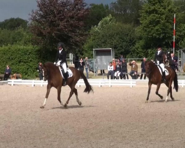 dressage horse Eastman 10 (Westphalian, 2010, from Estobar NRW)