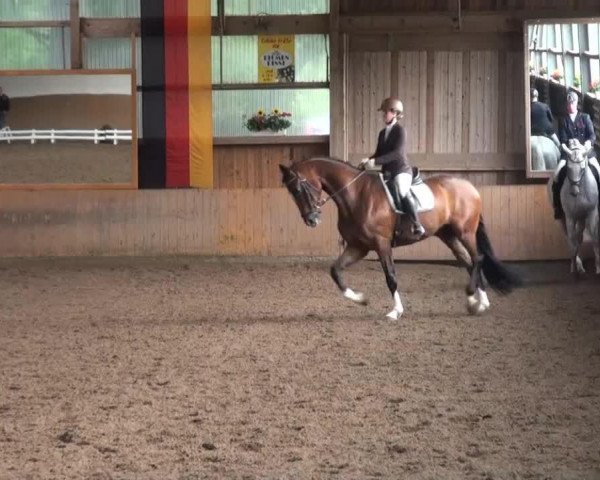 dressage horse So What 27 (Hanoverian, 2009, from Scolari)