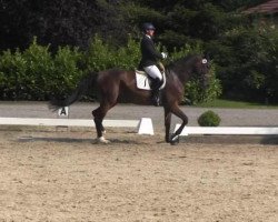 dressage horse Lorelay F.M. (Westphalian, 2010, from Leonardo F.M.)