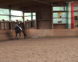 dressage horse Calero 34 (Westphalian, 2009, from Captain Fire)