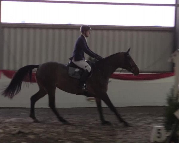 broodmare Bejing (German Warmblood, 2010, from Berlin)