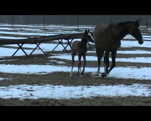 horse Kakhab (Akhal-Teke, 2014, from Kaytag)