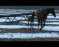 horse Kakhab (Akhal-Teke, 2014, from Kaytag)