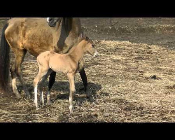 horse Hagan (Akhal-Teke, 2014, from Khazar)