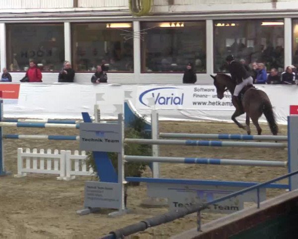 jumper Qatar Jra (Zangersheide riding horse, 2008, from Quasimodo Z)