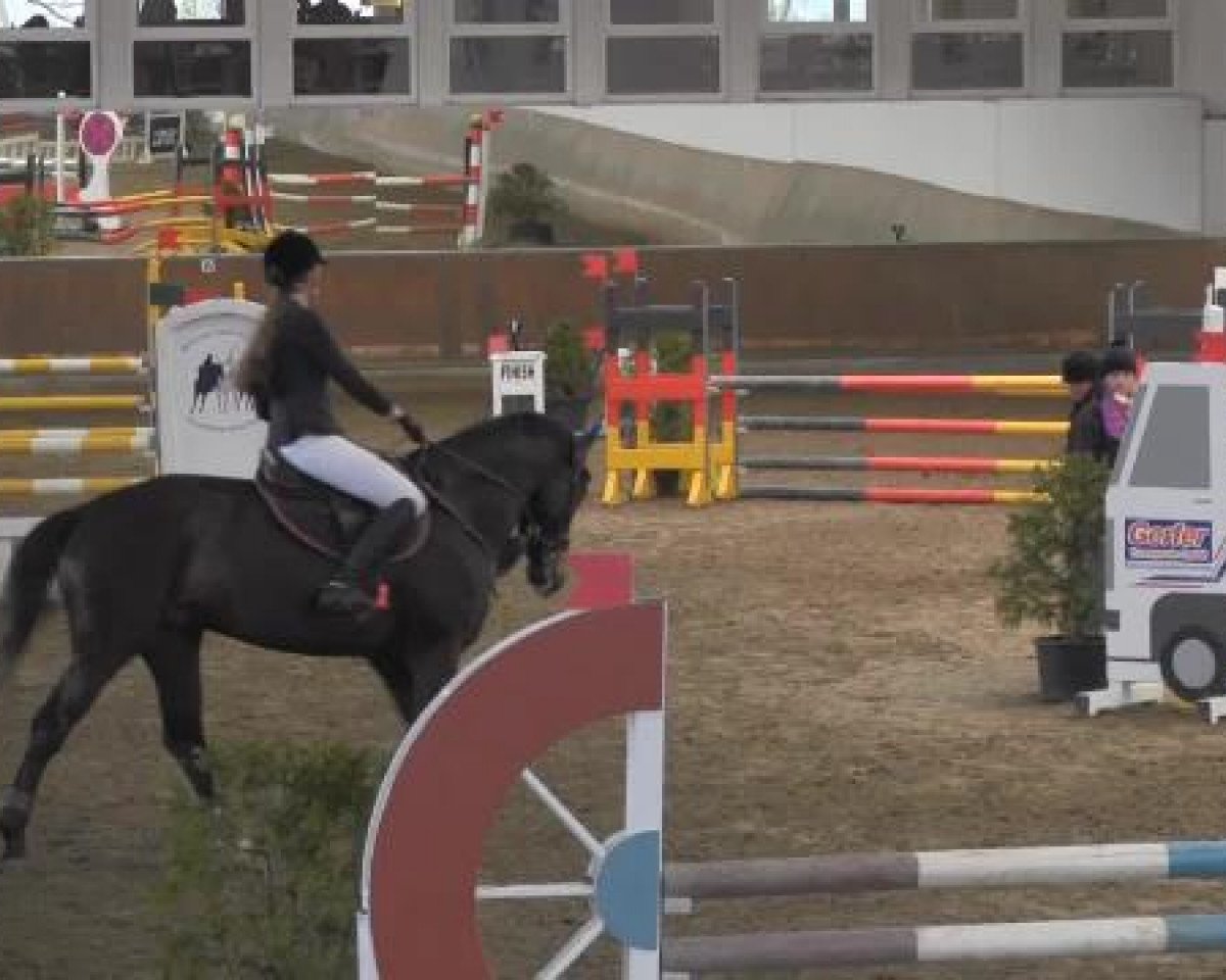 Springpferd Kingsland (Oldenburger Springpferd, 2004, von Kannan)