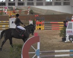 jumper Kingsland (Oldenburg show jumper, 2004, from Kannan)