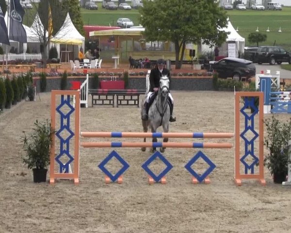 Springpferd Diego van de Helle (Belgium Sporthorse, 2009, von Castelino van de Helle)