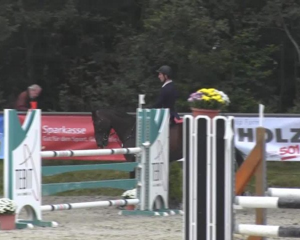 Springpferd Ibelia (Belgisches Warmblut, 2008, von Lord Z)