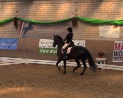 dressage horse Fly Rio (Hanoverian, 2009, from Fürst Nymphenburg)