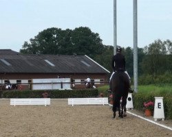 dressage horse Dream of Dance F (Hanoverian, 2009, from Dancier)