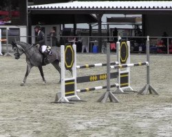 jumper Charlet's Girl (Hanoverian, 2009, from Chalet)