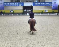 dressage horse Darius 533 (Württemberger, 2007, from Daramis)