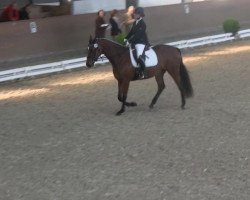 dressage horse Double D's Sunny (Hanoverian, 2010, from Doolittle)