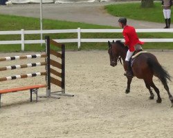 jumper Geraldine 177 (Hanoverian, 2002, from Gardeulan I)