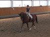 dressage horse Trouble-Boy (Belgian Warmblood, 2001, from Turbo van het Gestelhof)