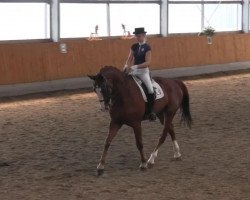 dressage horse Trouble-Boy (Belgian Warmblood, 2001, from Turbo van het Gestelhof)