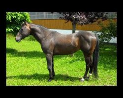 stallion Doc Chex Brother (Quarter Horse, 1997, from Doc Tom Tucker)