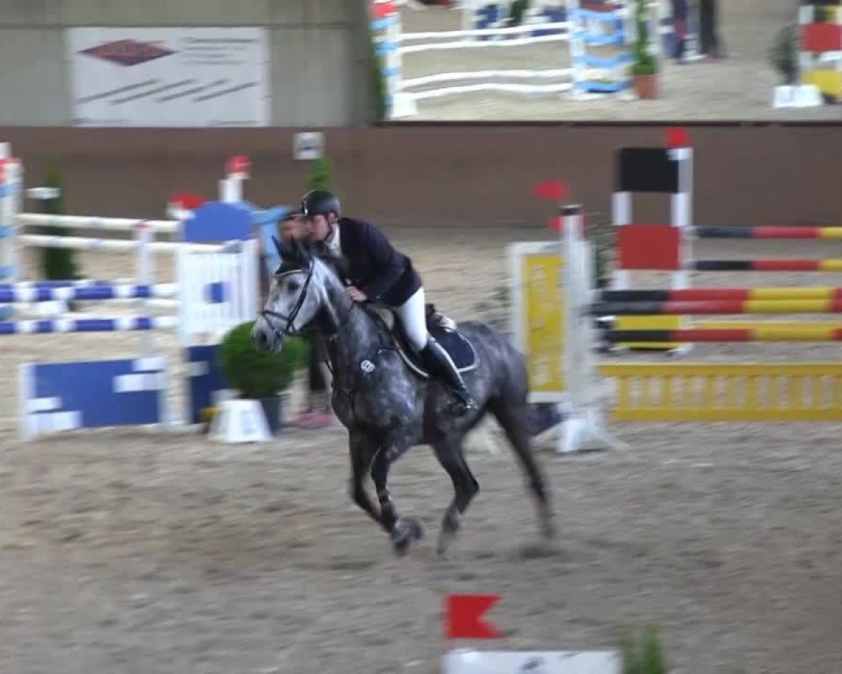 jumper Hardy A (Belgian Warmblood, 2007, from Winningmood van de Arenberg)